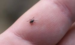 Kene Isırınca Sakın Bunu Yapmayın - Uzmanlar Yanlış Müdahalenin Büyük Risk Taşıdığını Açıkladı