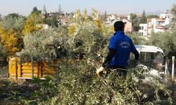 Toroslar’da Ağaç Kesimi Gerginliği: Zeytin Ağaçlarının Kesilmesine Mahalleli Tepkili