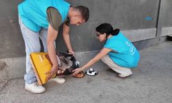 Adıyaman'da sokak hayvanları için 20 beslenme noktası oluşturuldu - Videolu Haber