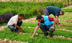 Adıyaman'da belediye ve kadın kooperatifinin üretim merkezinde sonbahar mesaisi