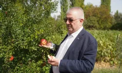 Balıkesir Edremit Belediyesi ata tohumlarını geleceğe taşıyor