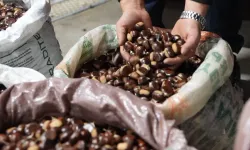 Düzce'nin coğrafi işaretli Kuzu Kestanesi'ne Türkiye'nin dört bir yanından tüccar ilgisi