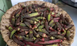 Gastrofest'te Bornova rüzgarı... Kınalı Bamya hayran bıraktı