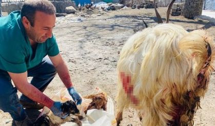 Hamile keçiyi sezaryen yaprak kesilmekten kurtardı