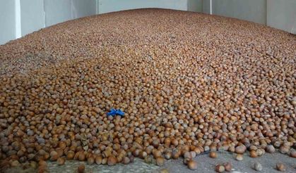 Doğu Karadeniz Bölgesi’nde en fazla ihracat 1 milyar 20 milyon 460 bin 974 dolar ile fındık mamullerinde oldu