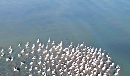 Flamingolar artık kışın da Van Gölü havzasında kalıyor