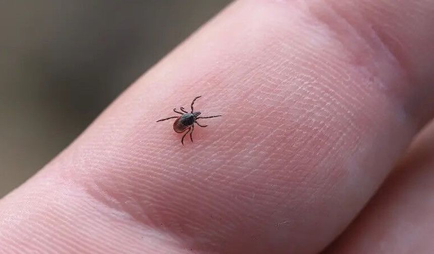 Kene Isırınca Sakın Bunu Yapmayın - Uzmanlar Yanlış Müdahalenin Büyük Risk Taşıdığını Açıkladı