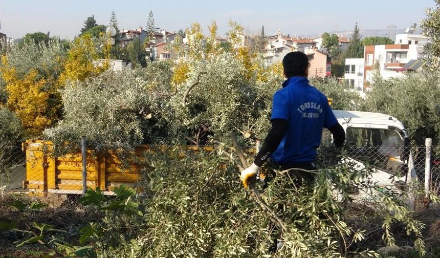 Toroslar’da Ağaç Kesimi Gerginliği: Zeytin Ağaçlarının Kesilmesine Mahalleli Tepkili