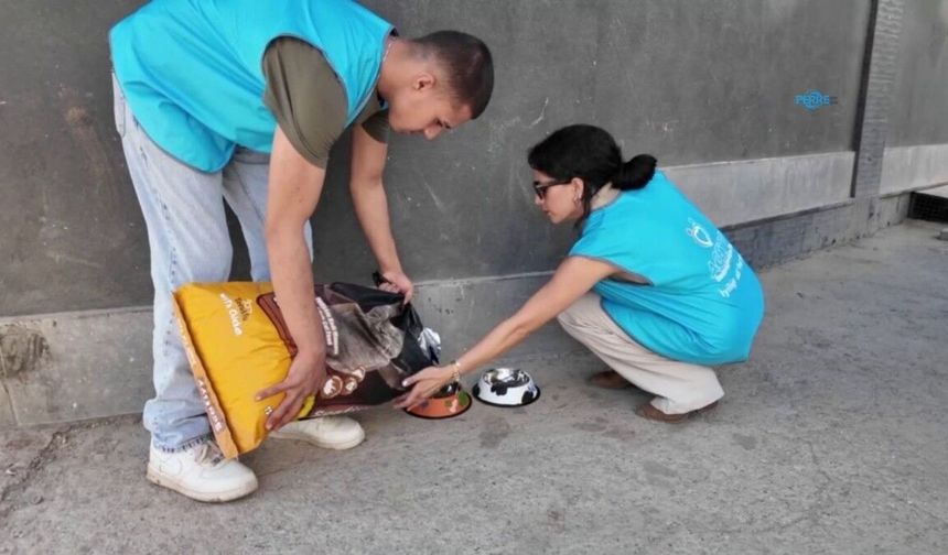 Adıyaman'da sokak hayvanları için 20 beslenme noktası oluşturuldu - Videolu Haber